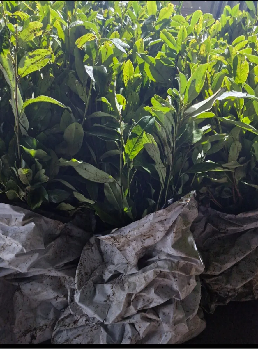 Bareroot laurels for sale