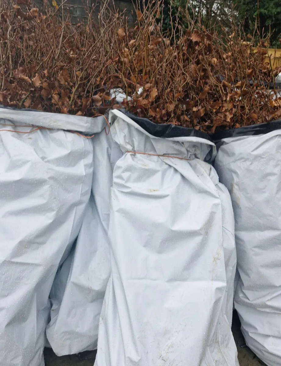 Bareroot beech for sale - Image 1