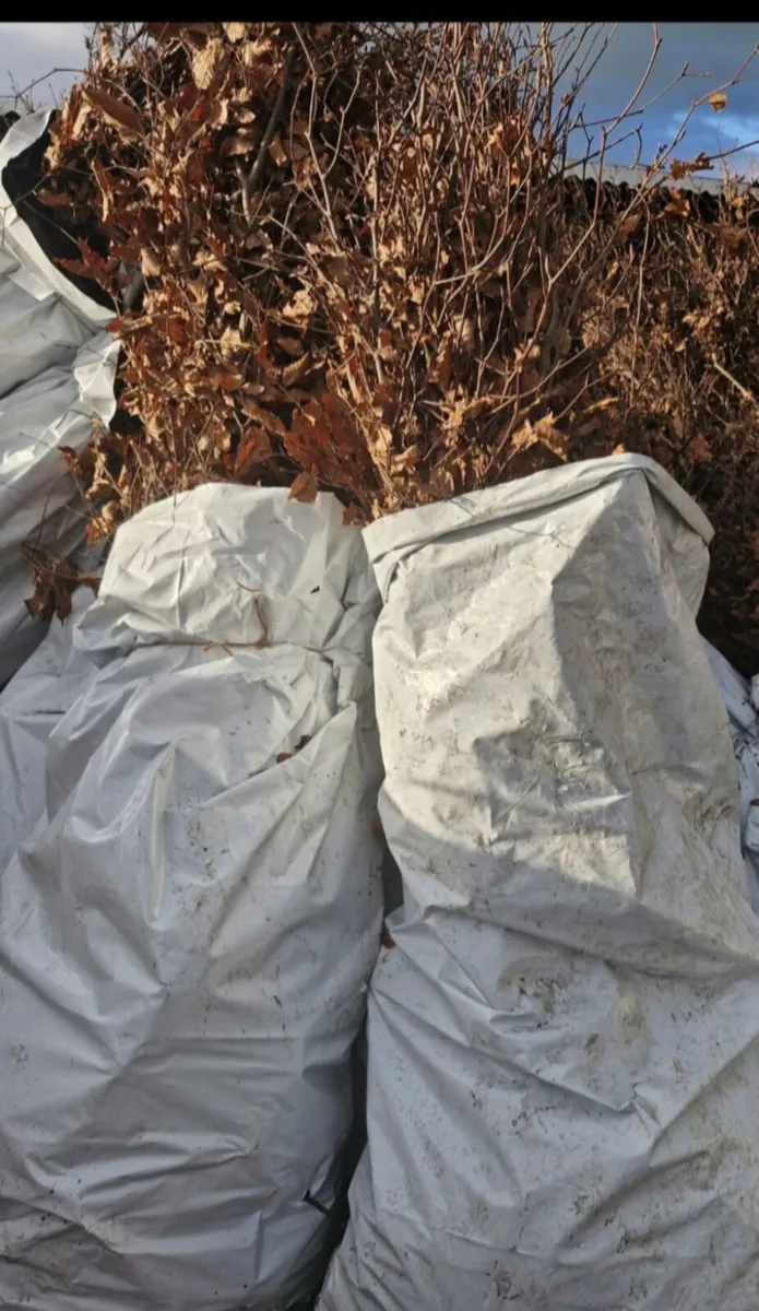 Bareroot beech for sale - Image 3