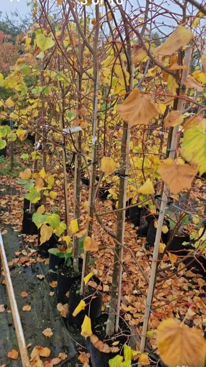 Potted large tree s for sale - Image 4