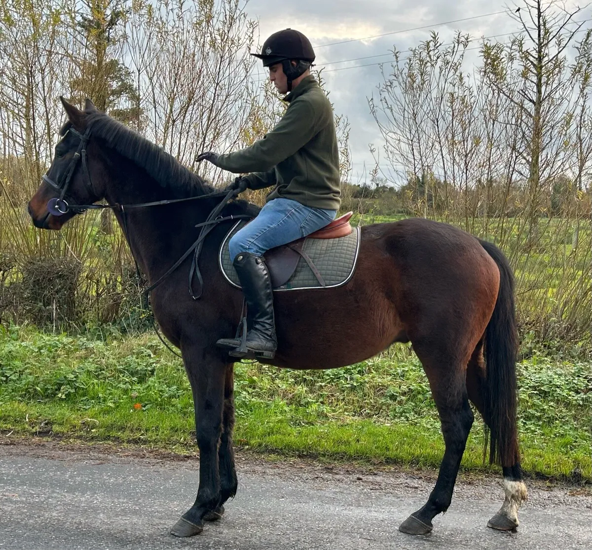 4 year old 16.1 ISH Gelding - Image 1