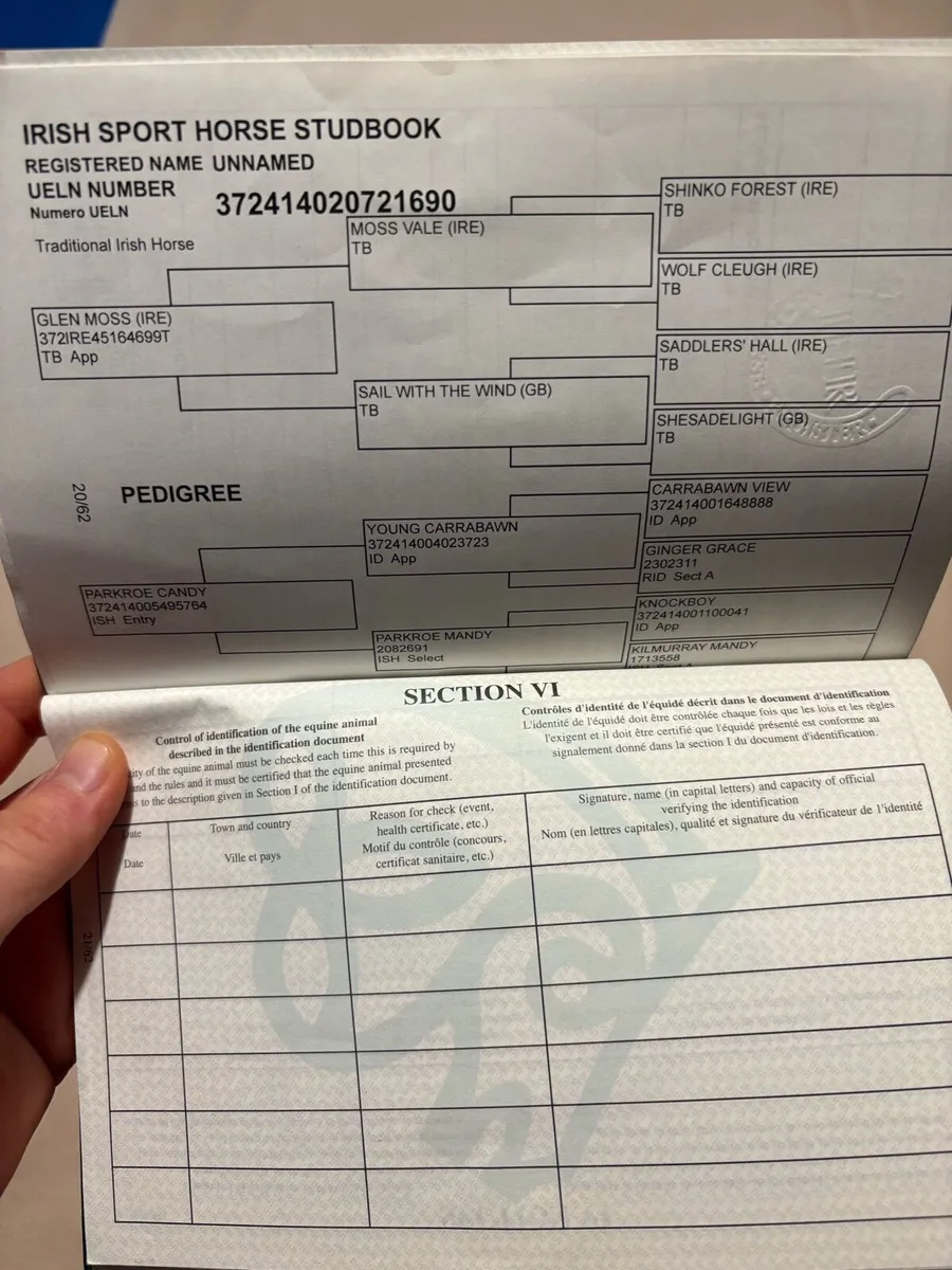 4 year old 16.1 ISH Gelding - Image 4