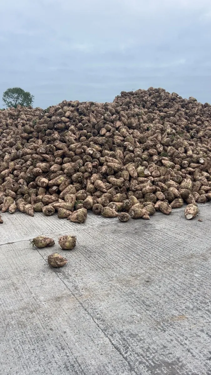 Beet Straw - Image 1