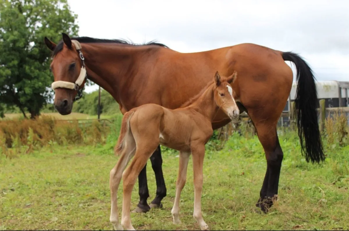 Lansdowne X Abdullah (Trak) X Conspiracy filly - Image 2