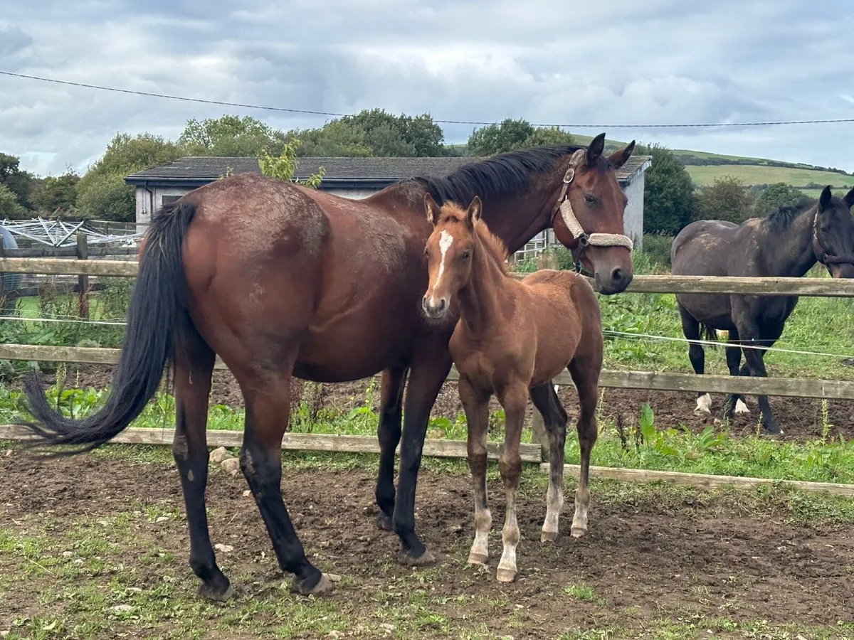 Lansdowne X Abdullah (Trak) X Conspiracy filly - Image 4