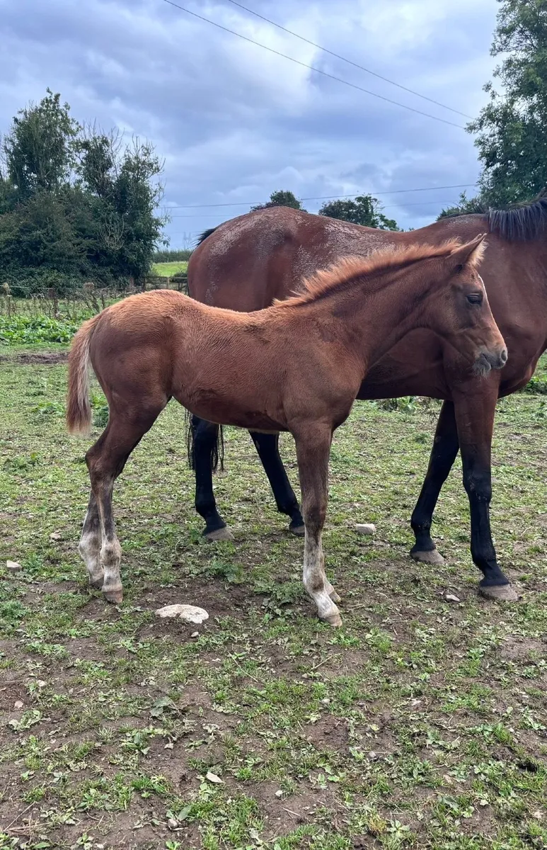 Lansdowne X Abdullah (Trak) X Conspiracy filly - Image 3