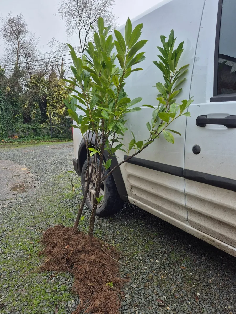 Common Laurel Hedging for sale. Over 5ft - Image 2