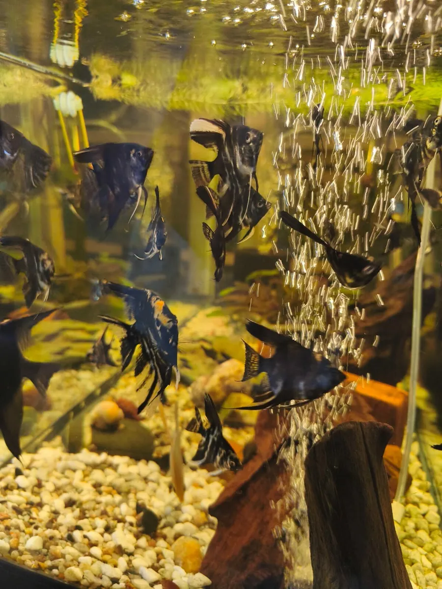 Angel fishes , Pleccos - Image 1