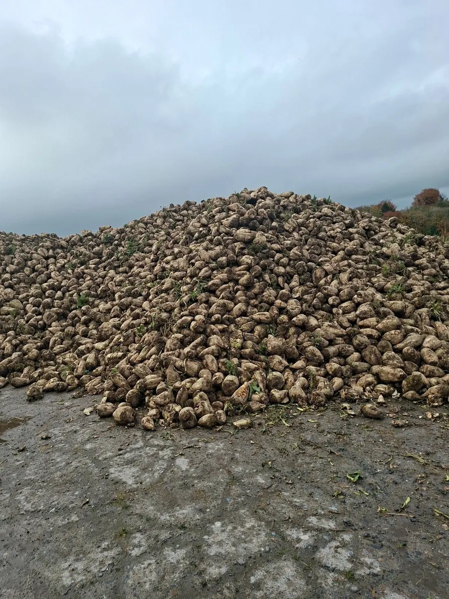 Sugar beet - Image 3