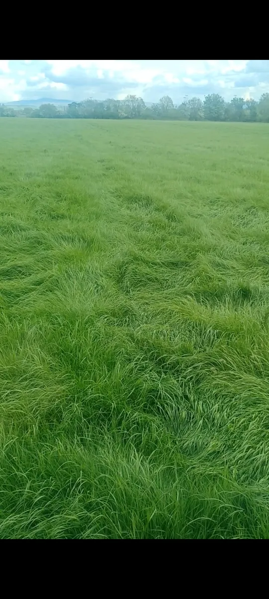 Silage bales - Image 4