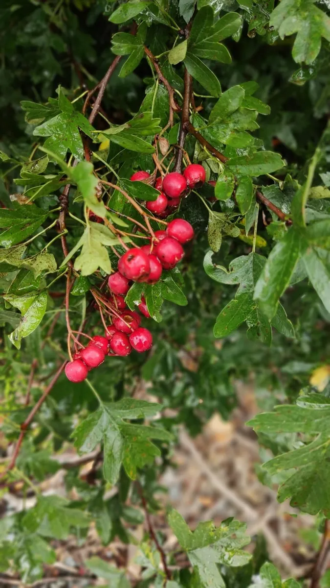 Whitethorn Hedging from 60 euro plus vat /100