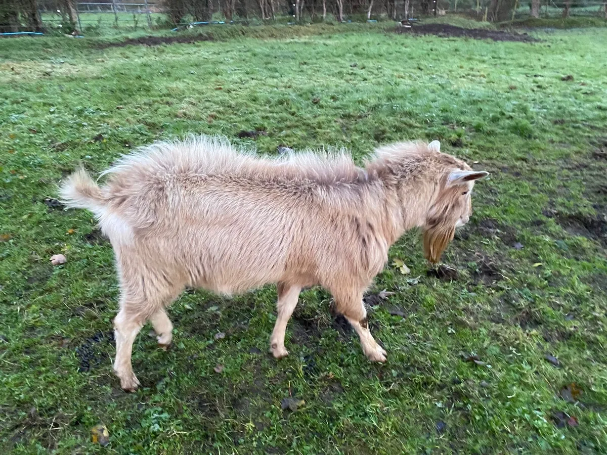 toggenburg male Billy Buck polly goat 2years old - Image 2