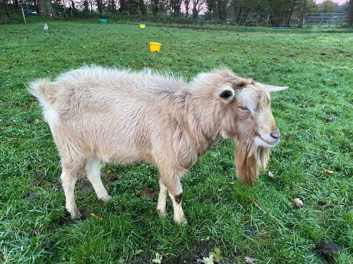 toggenburg male Billy Buck polly goat 2years old - Image 4