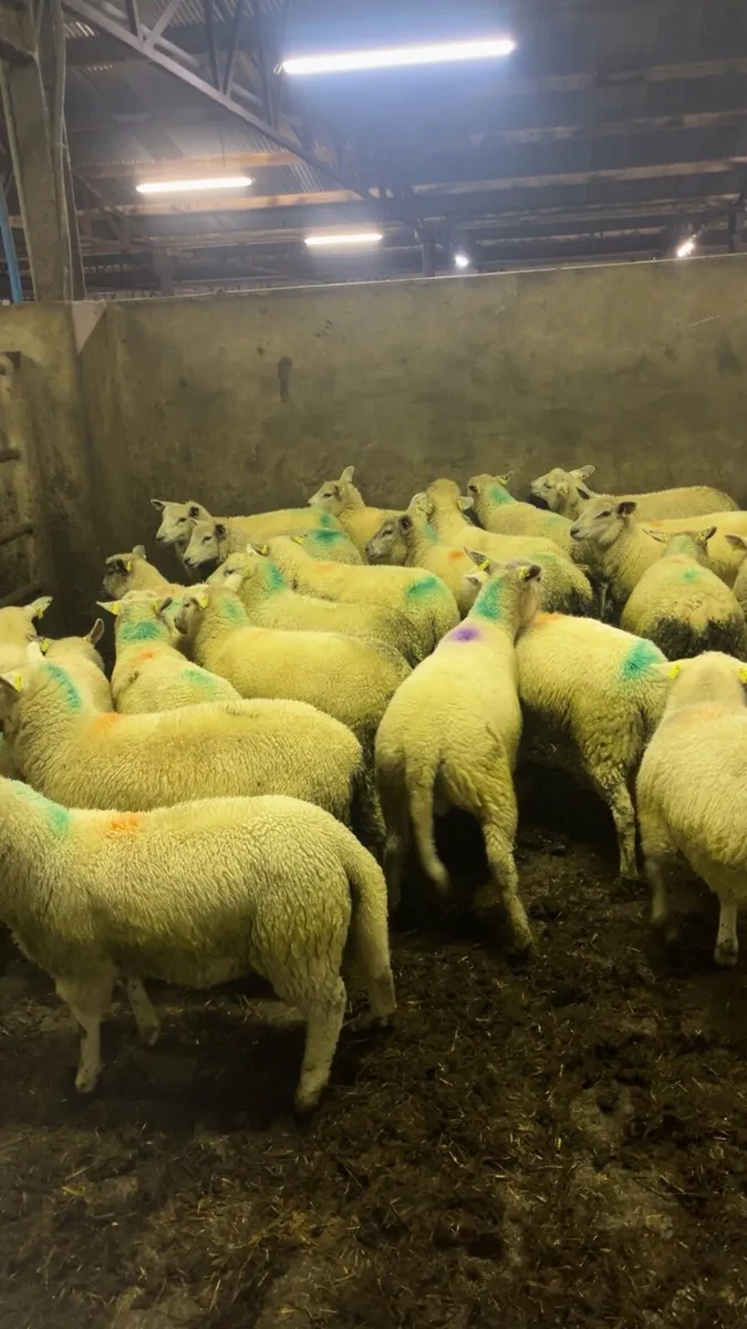 ⚡️⚡️Cattle too dear ??⚡️⚡️ - Image 3