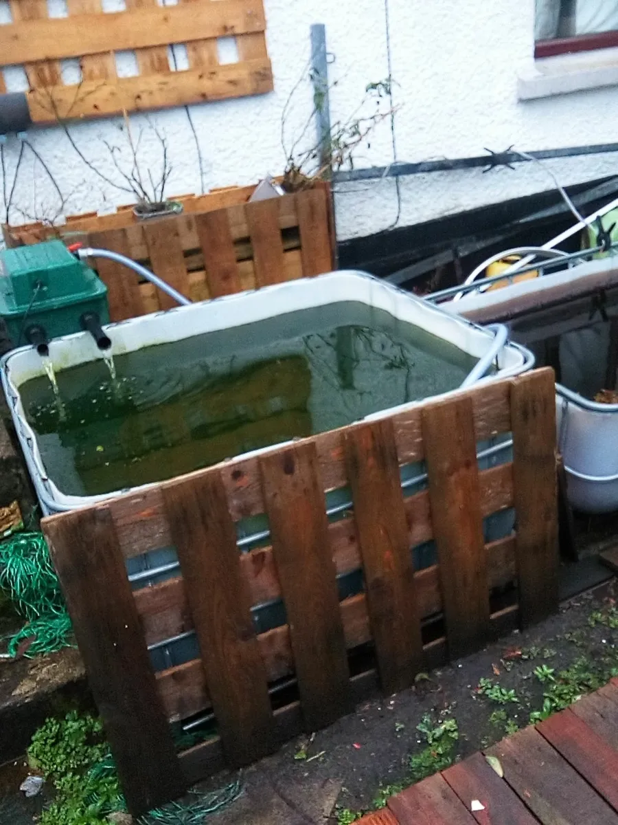 pond / aquarium  fish 3 to 4 inch - Image 3