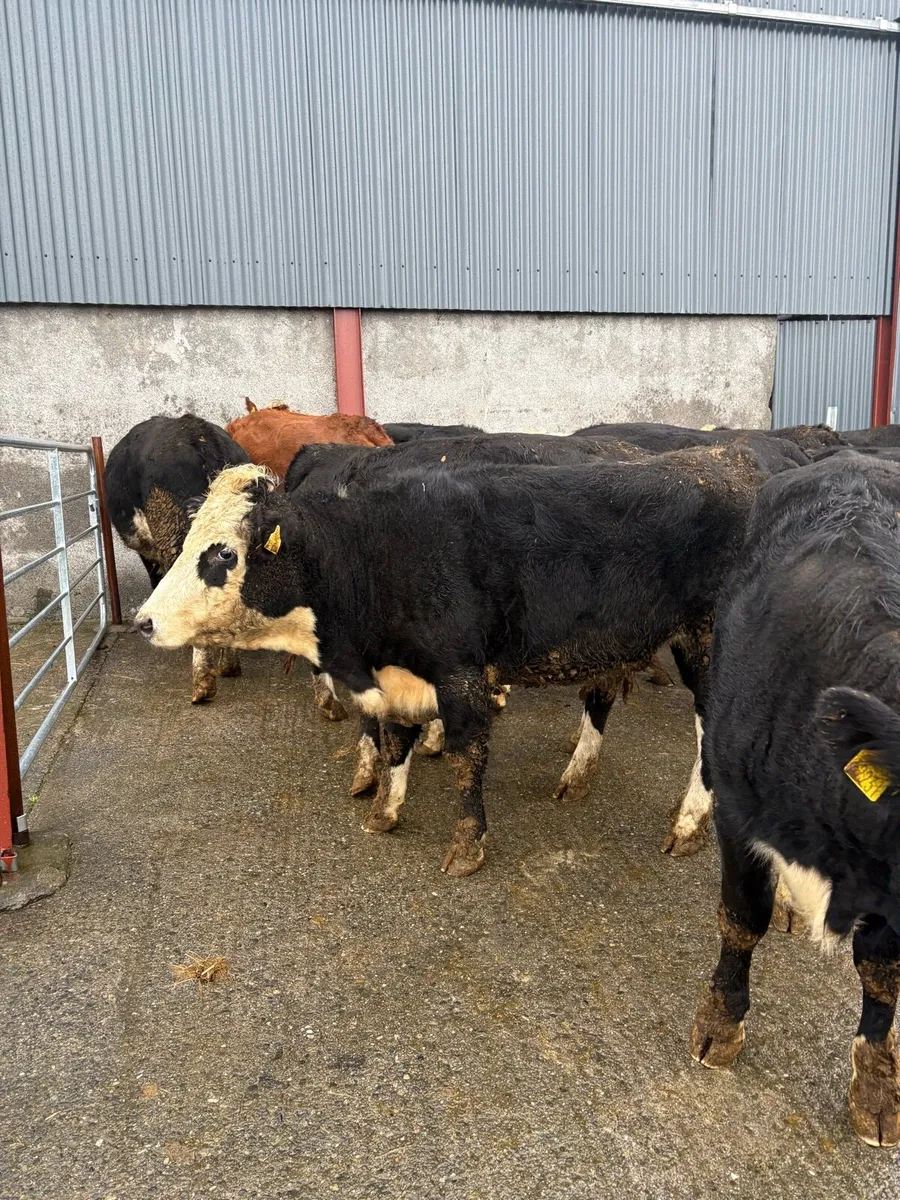 13 Whiteheads heifers - Image 2