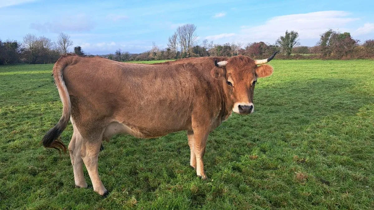 In calf Jersey x aubrac & 9mth j x au X dx heifer - Image 2