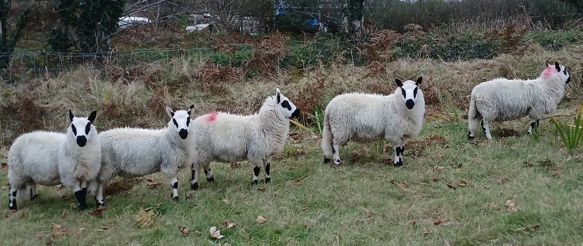 Kerryhill ewe and ram lambs - Image 2