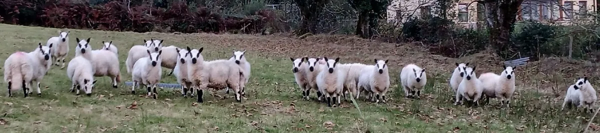 Kerryhill ewe and ram lambs - Image 4