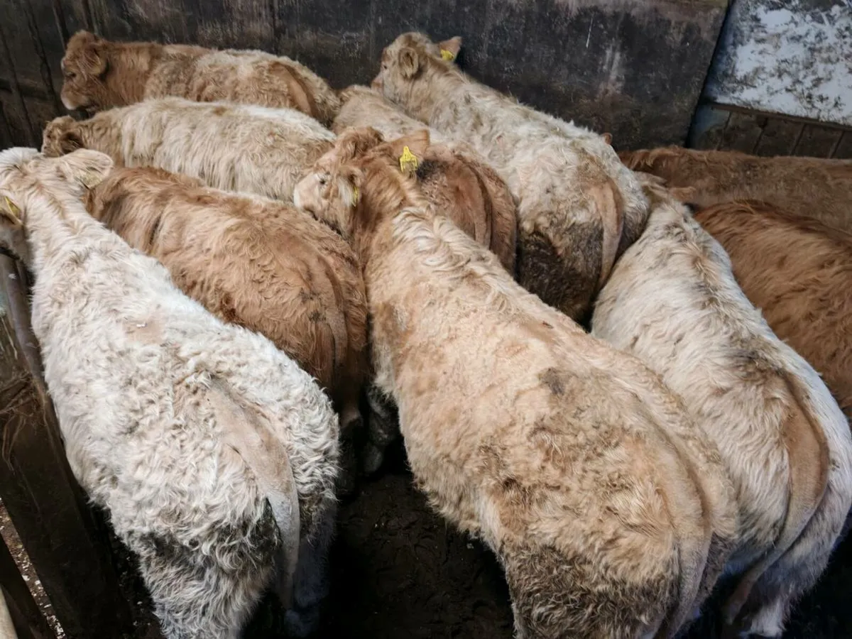 10 Super Chx Bullock's. - Image 2