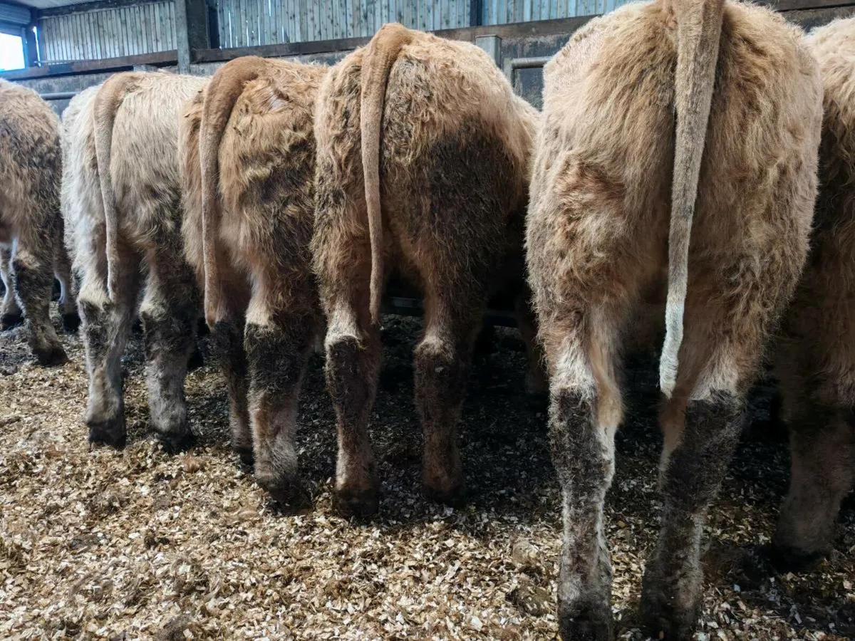 10 Super Chx Bullock's. - Image 4