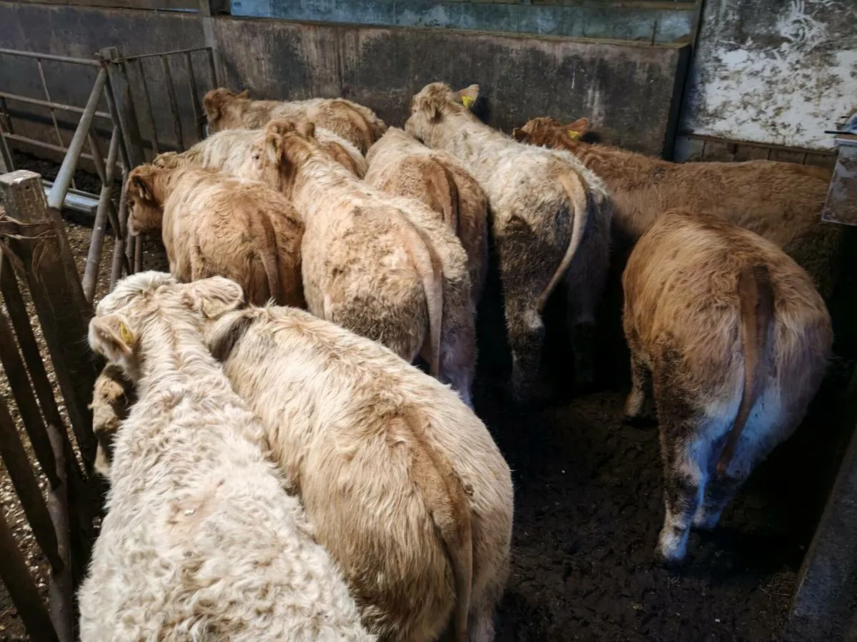 10 Super Chx Bullock's. - Image 1