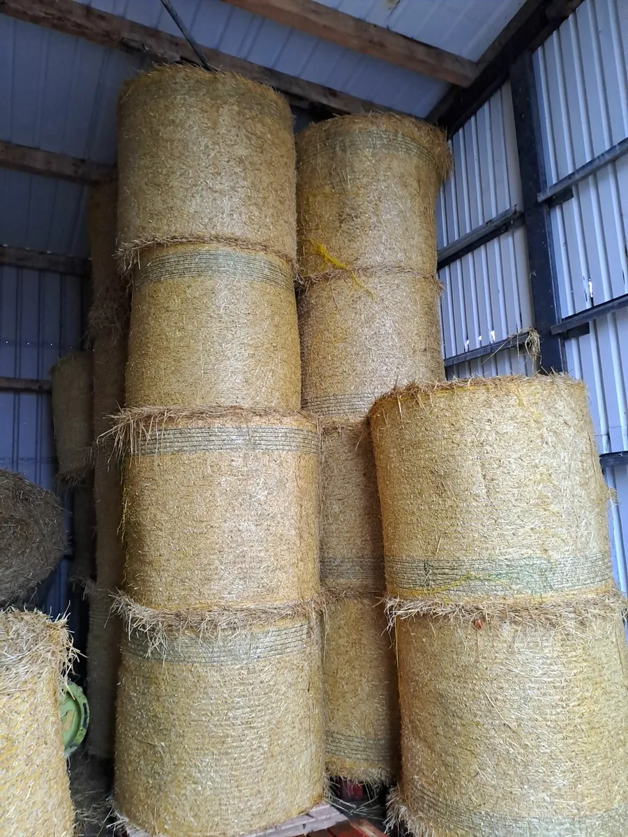 Barley Straw forsale