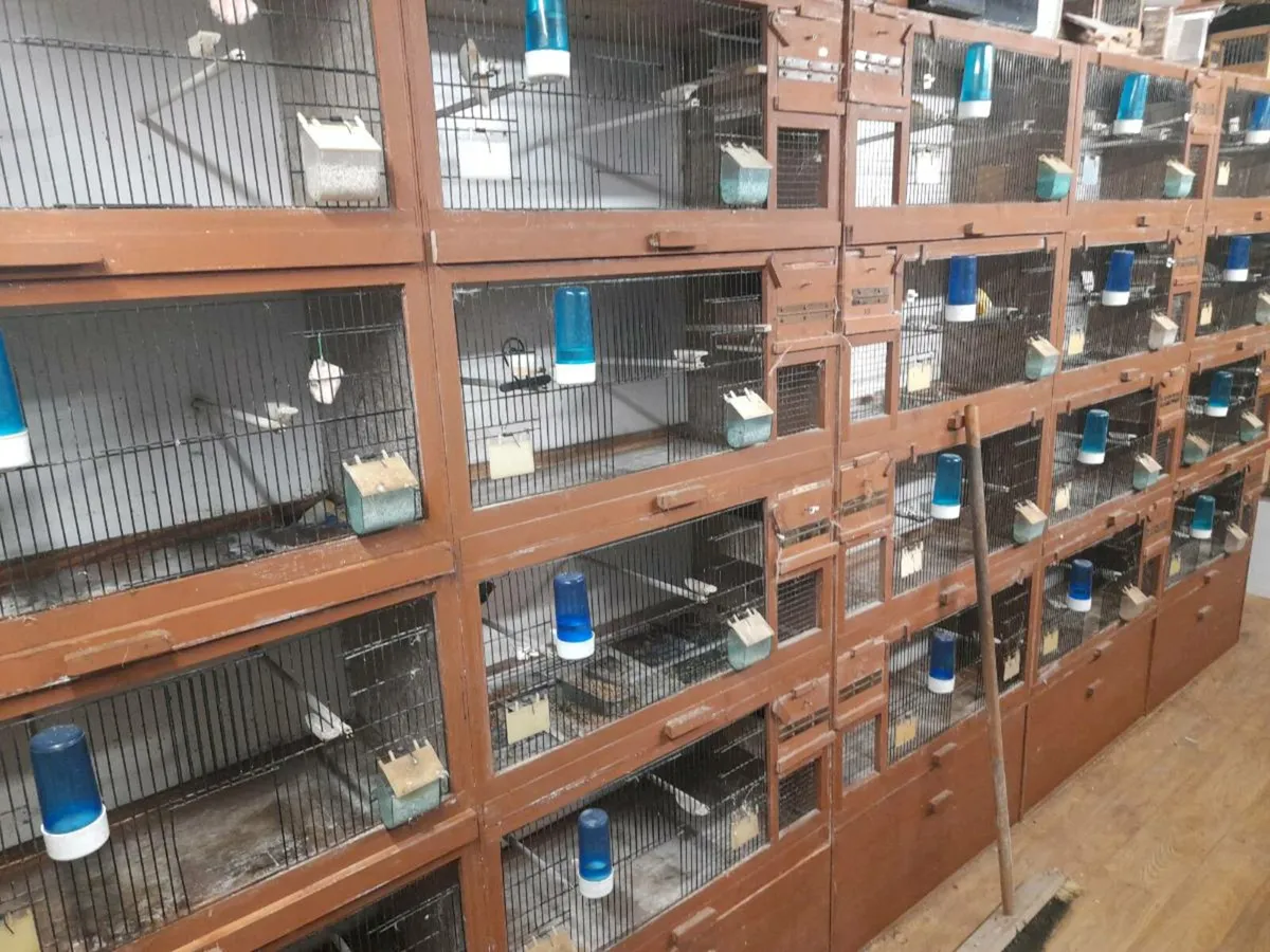 Cages and birds - Image 4