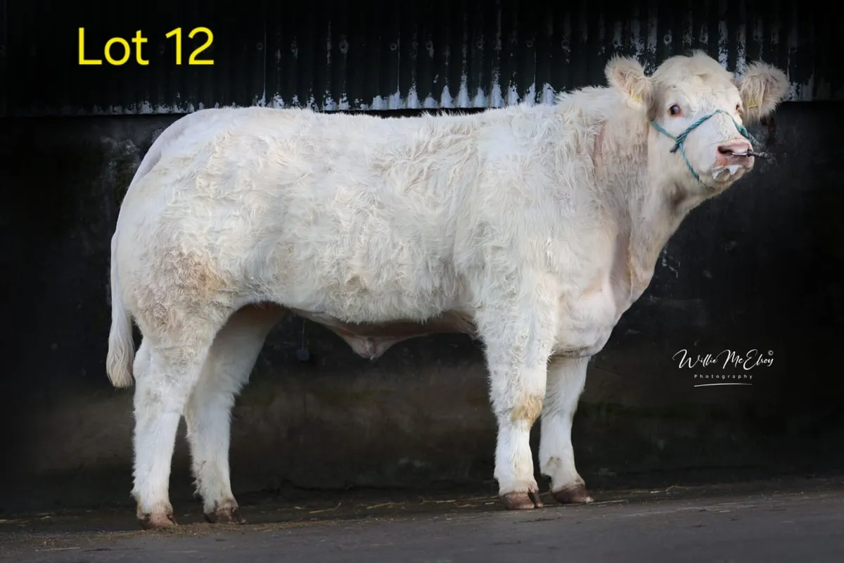 🔥 Pedigree Charolais Heifers For Sale 🔥 - Image 2