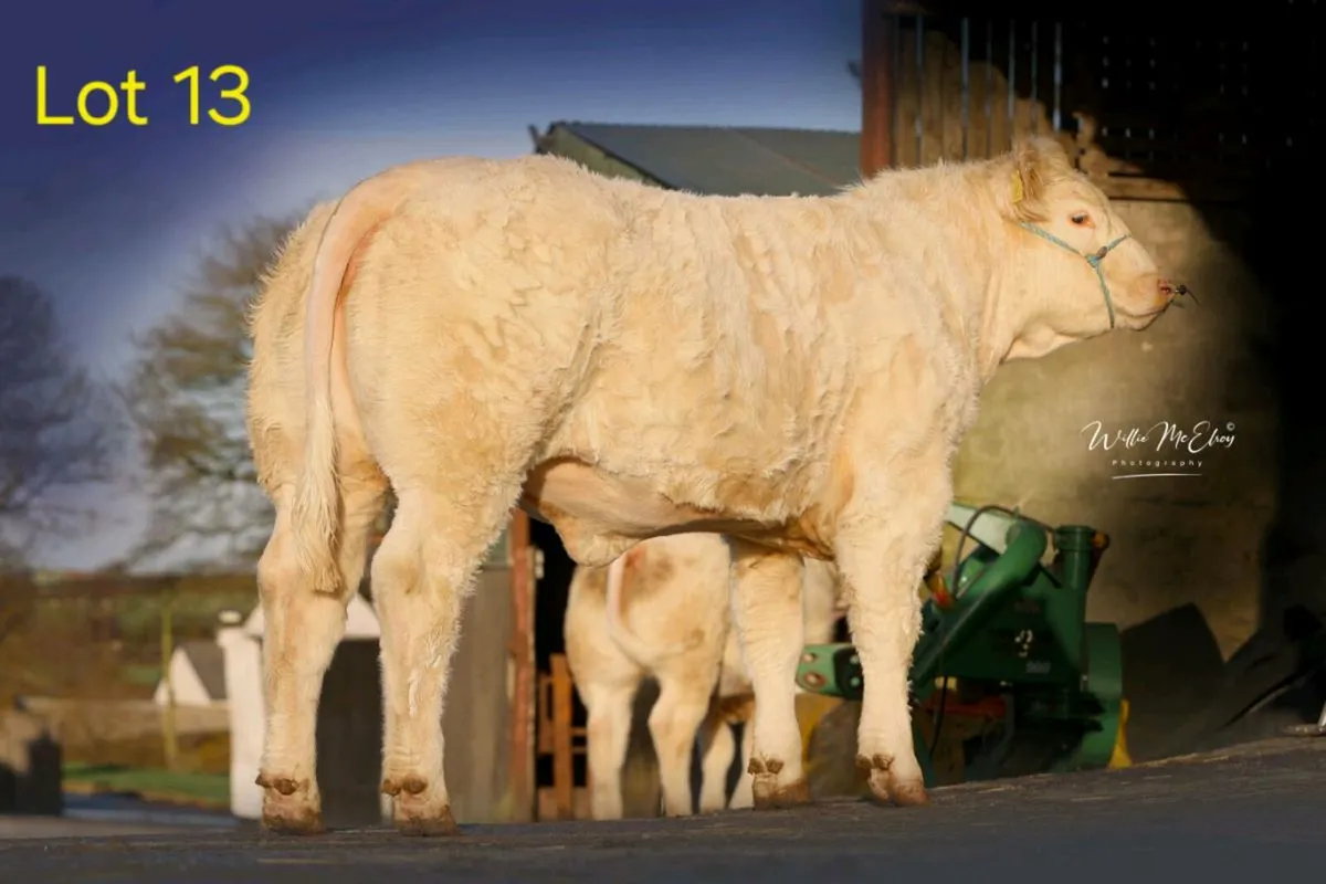 🔥 Pedigree Charolais Heifers For Sale 🔥 - Image 1