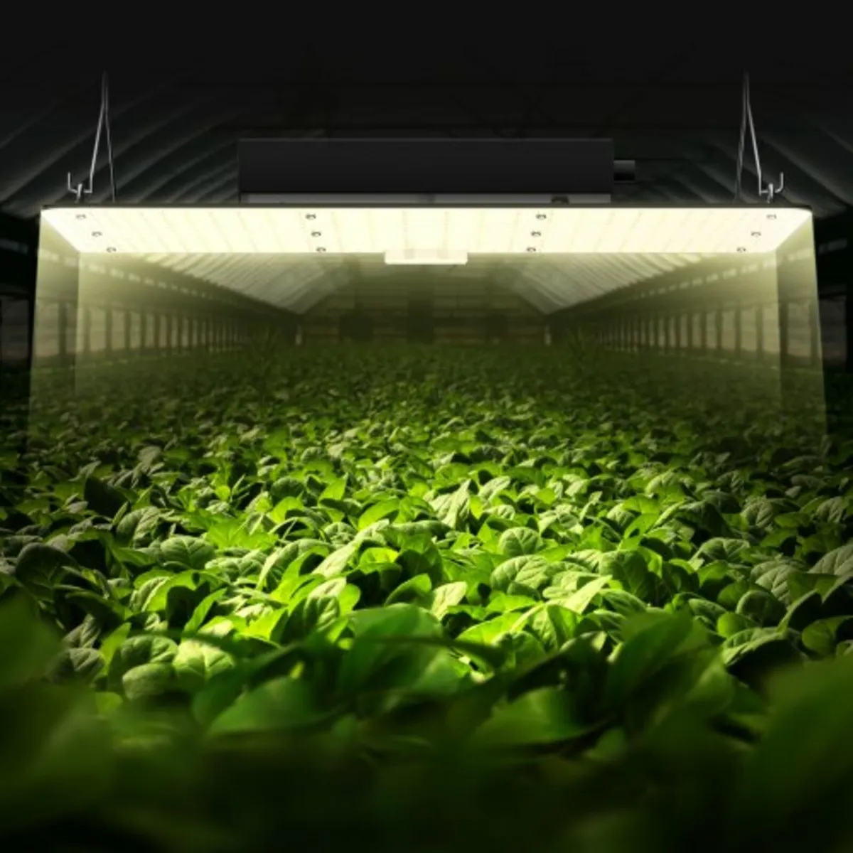 LED Grow Light, 200W Full Spectrum Dimmable, High - Image 2