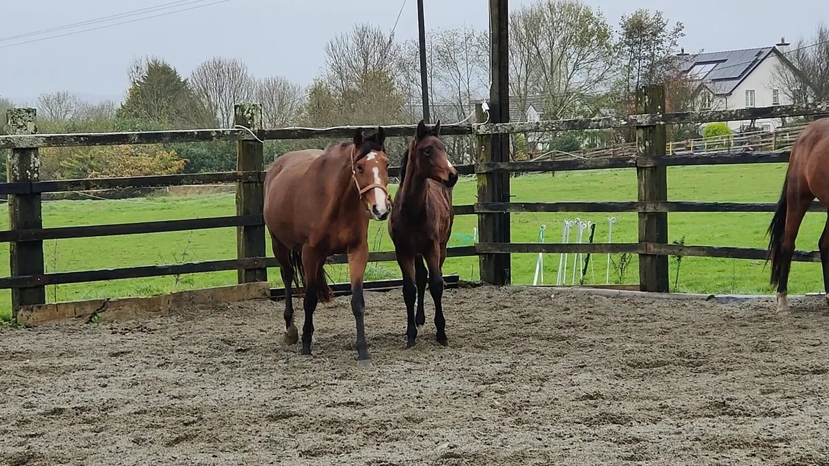 Livello filly foal - Image 2