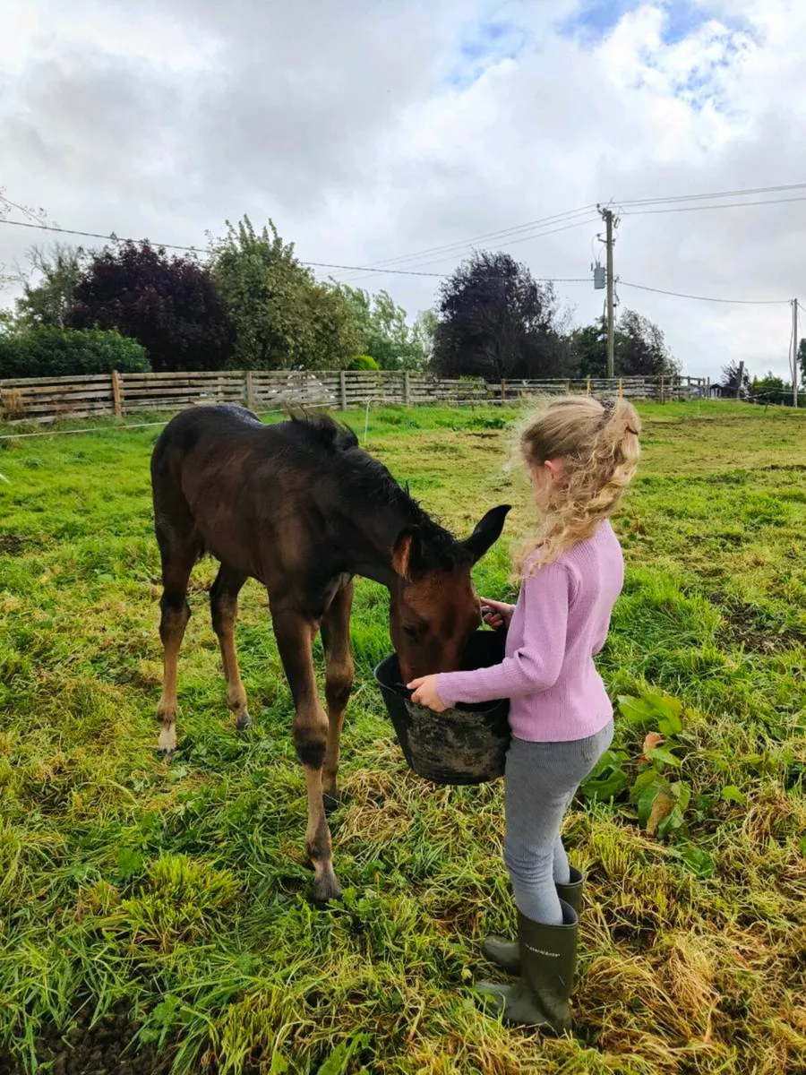 Livello filly foal - Image 4
