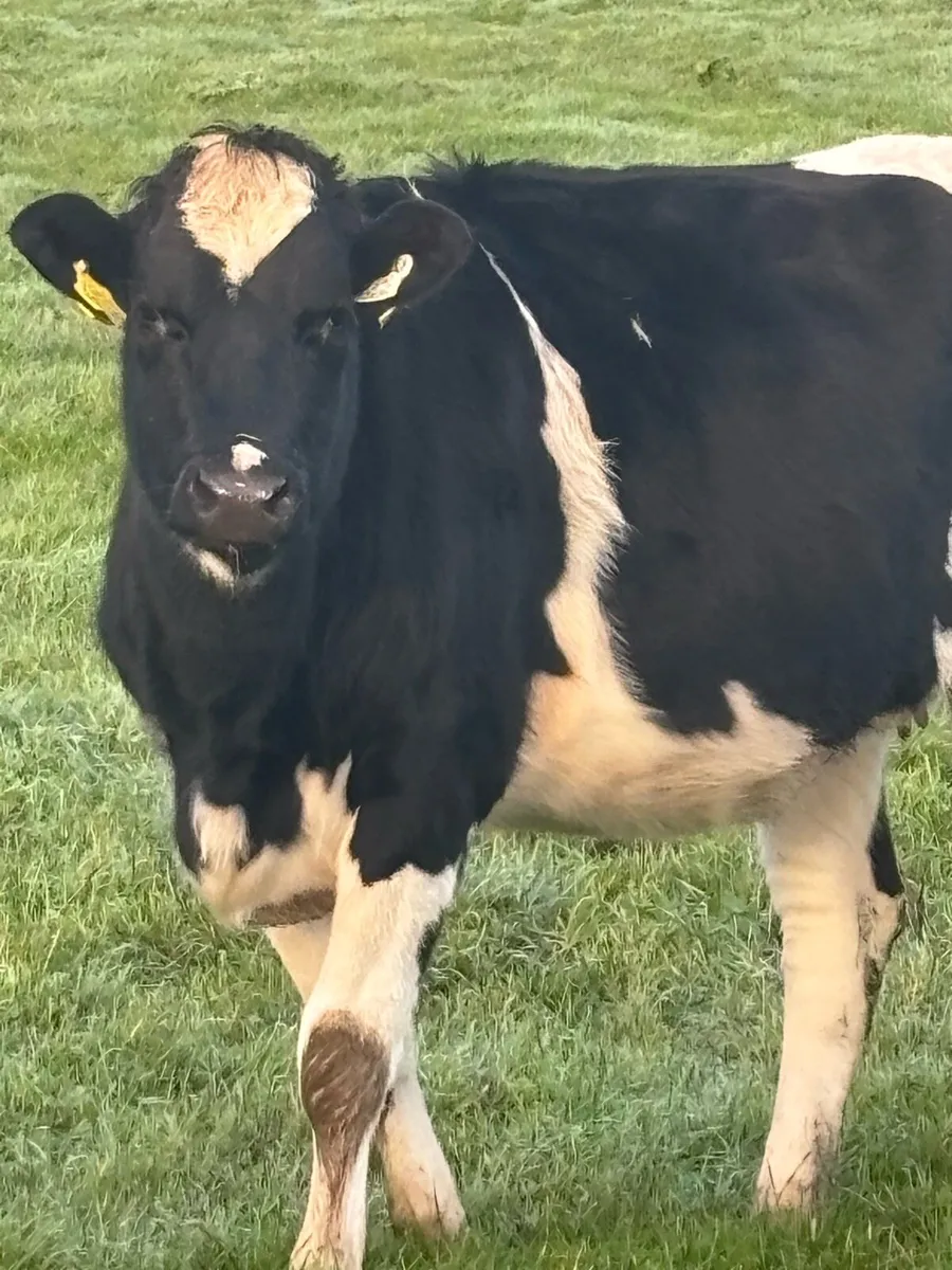 In calf heifers - Image 1