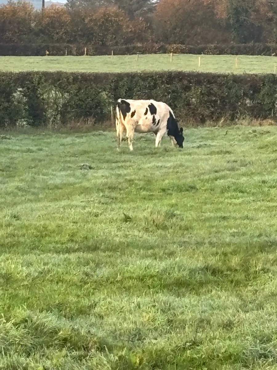 In calf heifers - Image 2