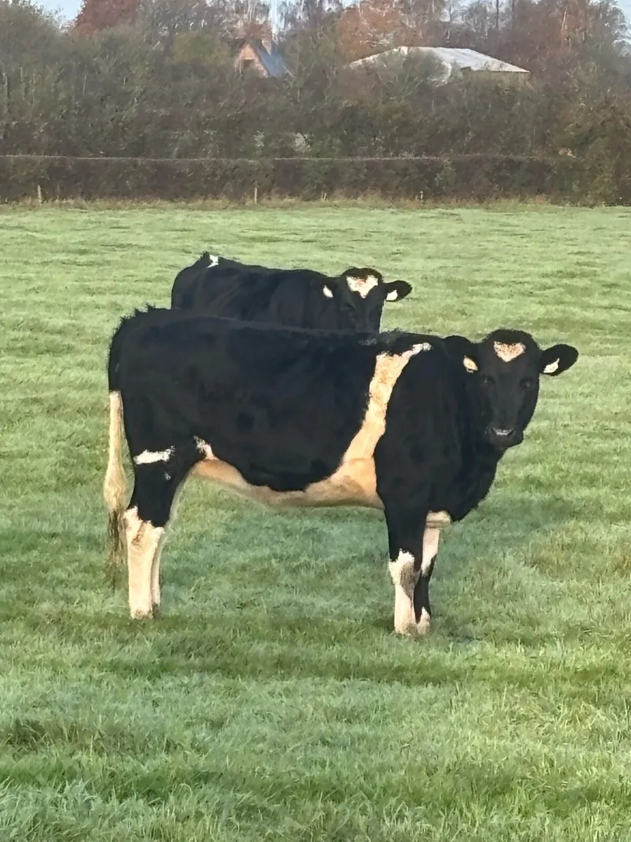 In calf heifers - Image 3