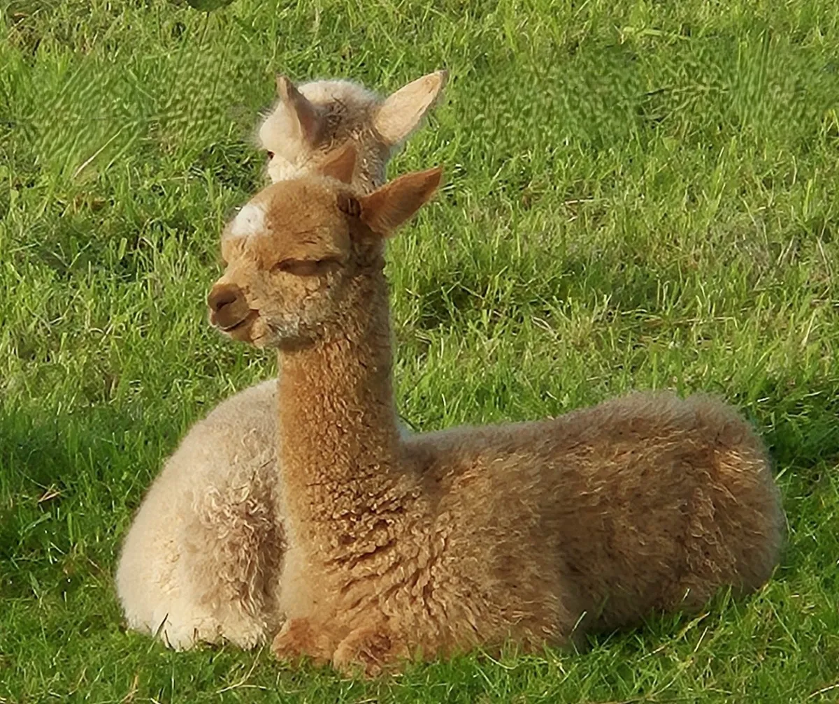 Alpacas - Mourne Alpacas - Image 3