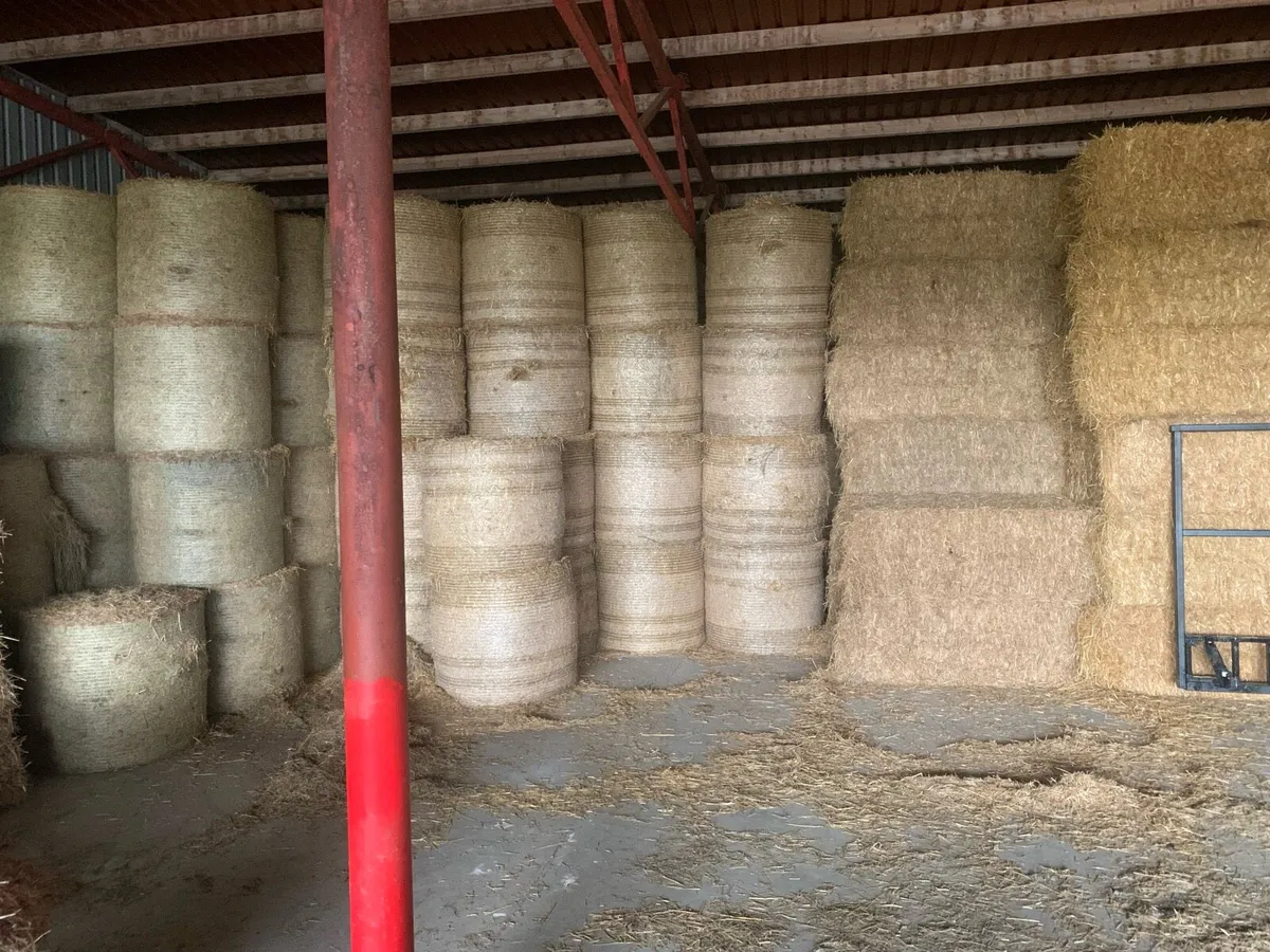 Top quality straw and hay big and small squares - Image 3