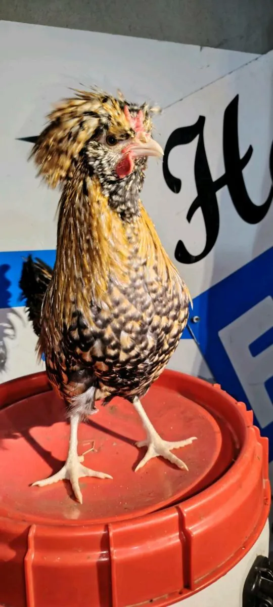 Polish chickens, wyadottes, ducks, orpingtons - Image 3