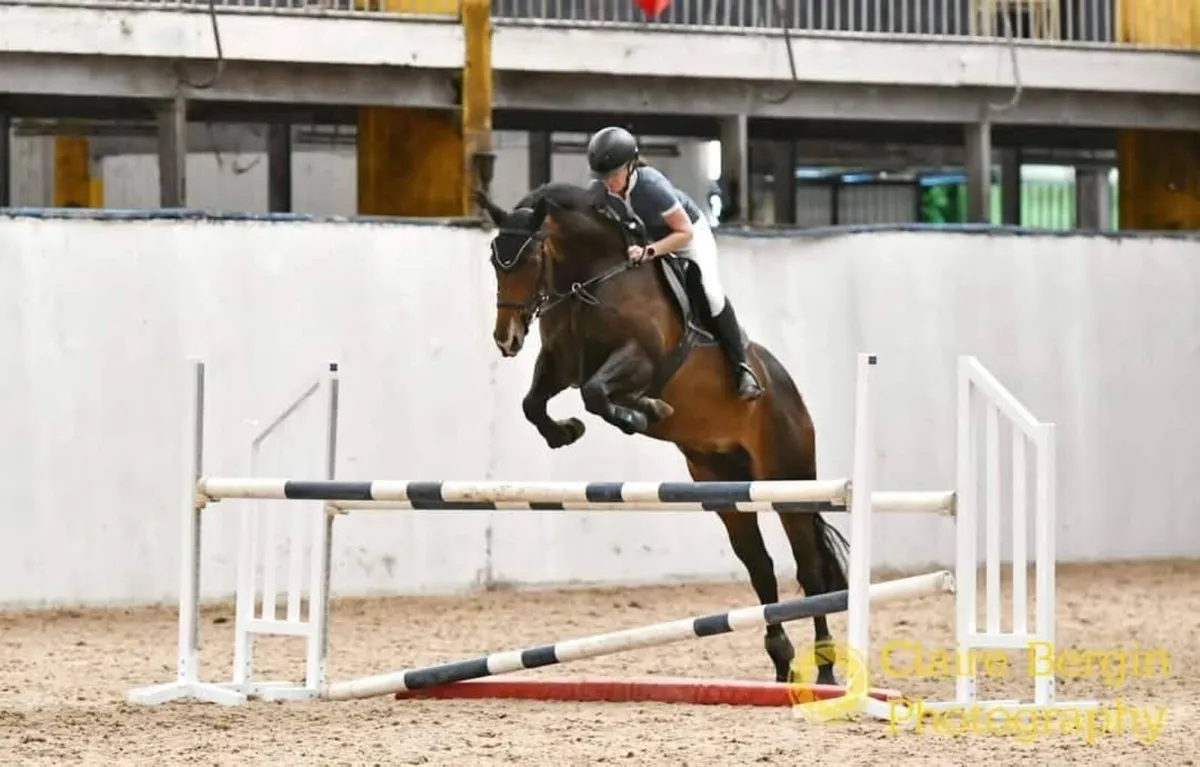 Amateur Showjumping Mare - Image 4