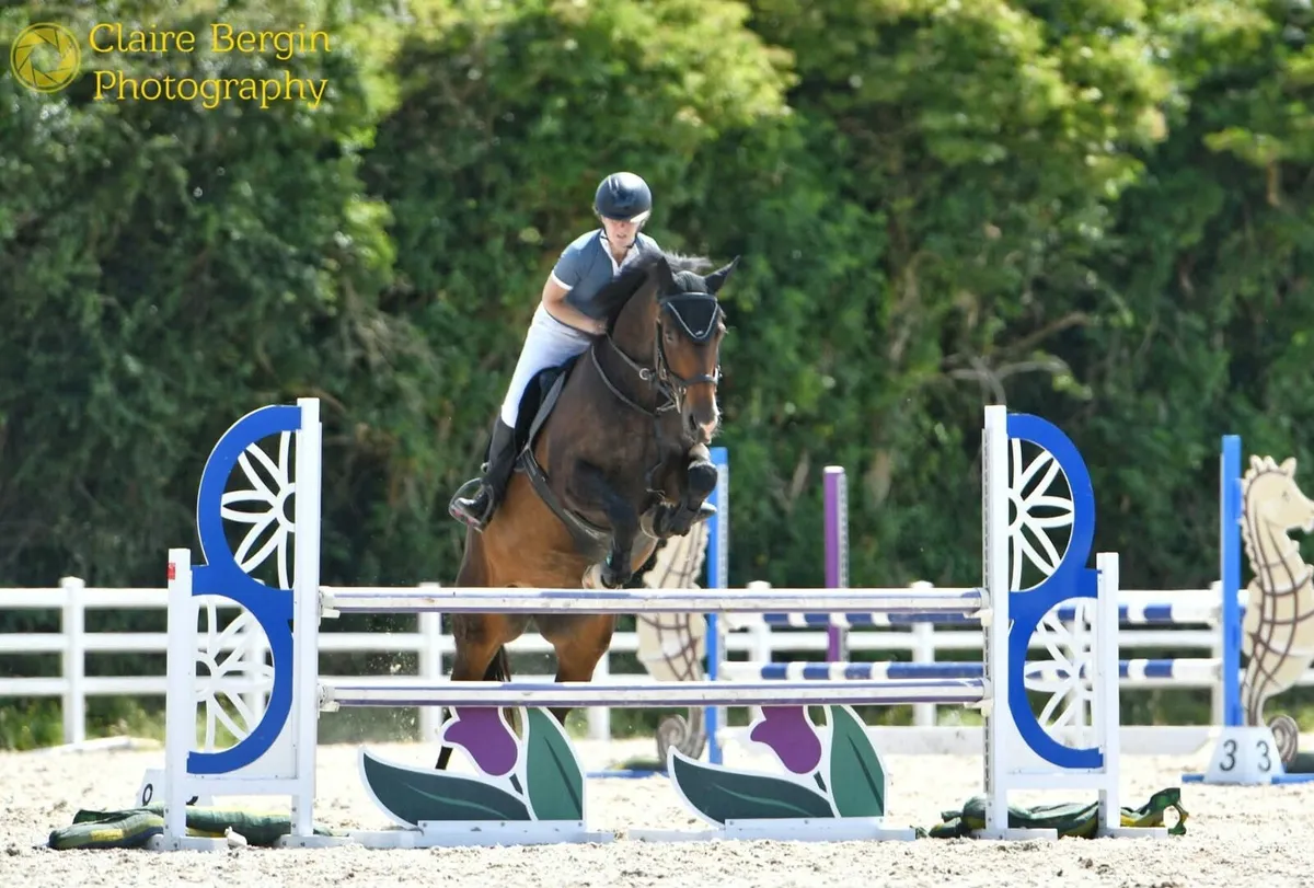 Amateur Showjumping Mare - Image 2