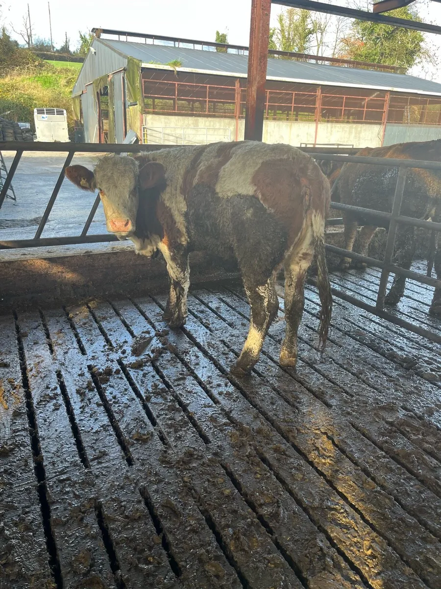 Super Simmental heifer for sale - Image 4