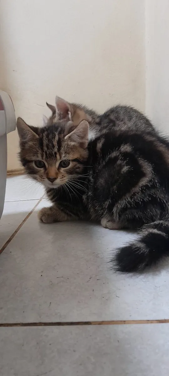 Snow kittens - Image 3