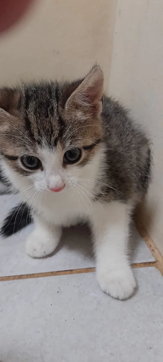 Snow kittens - Image 1