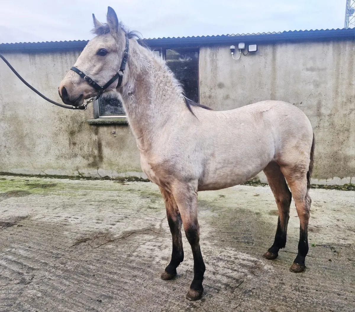 Connemara dun filly foal - Image 1