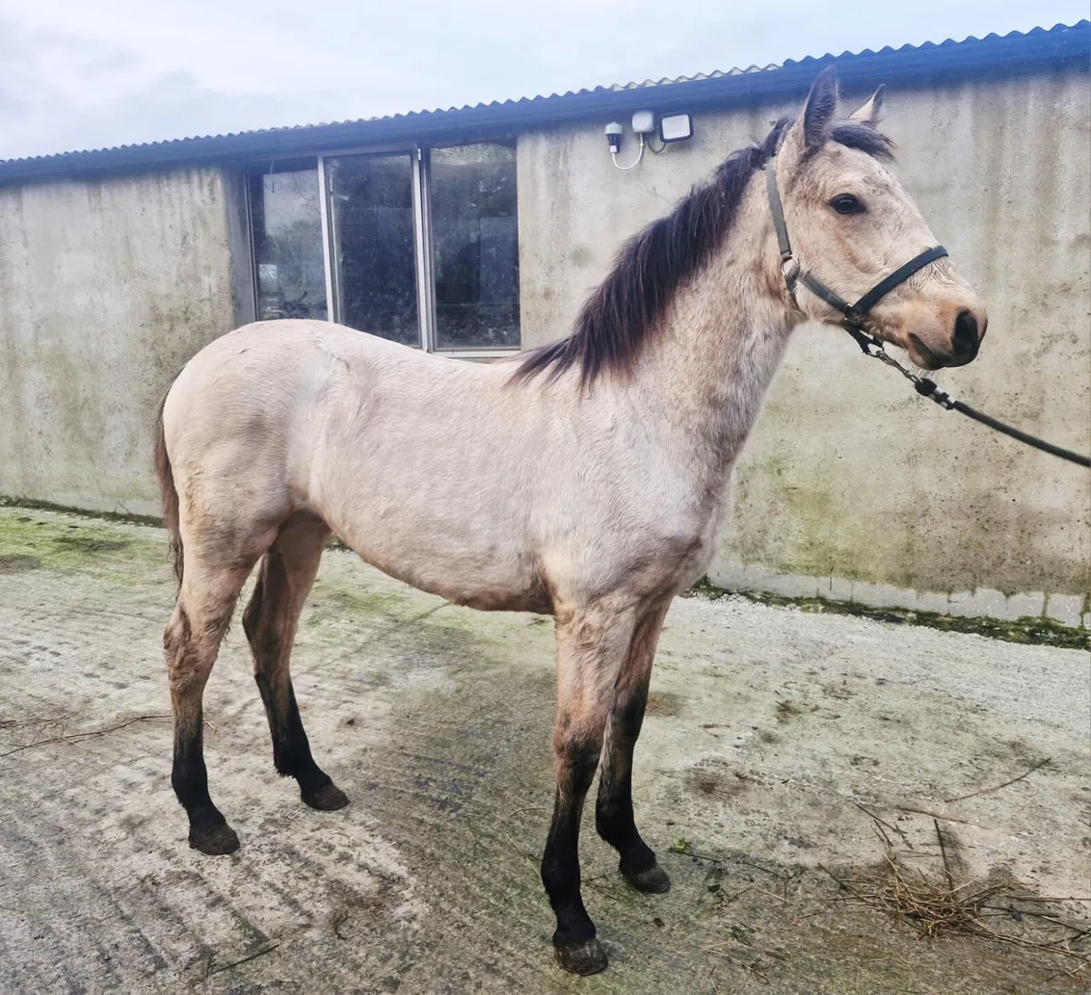 Connemara dun filly foal - Image 2
