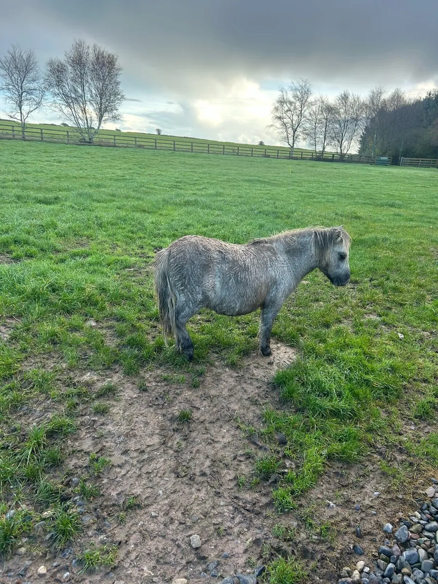 Miniature Shetland - Image 2