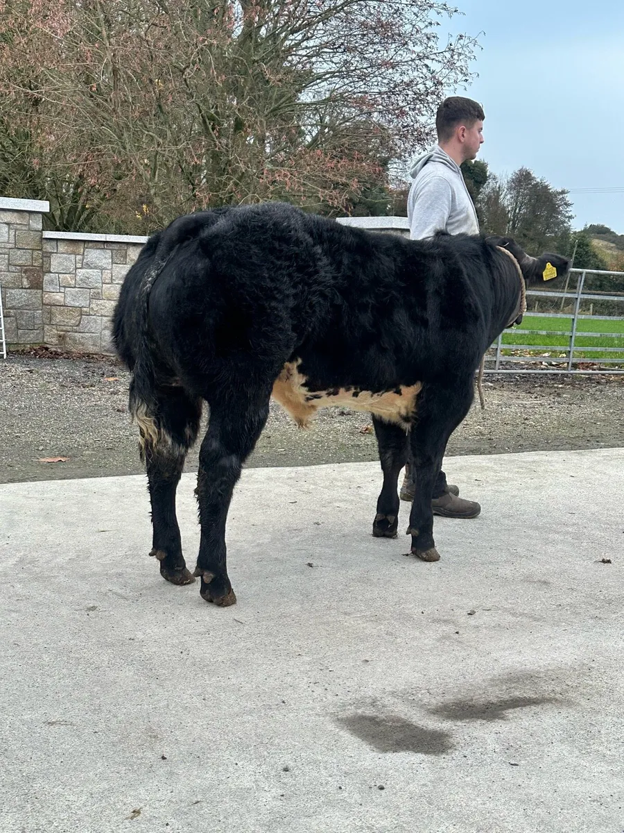 ✨Show Hybrid Bull ✨lot 2242 - Image 2