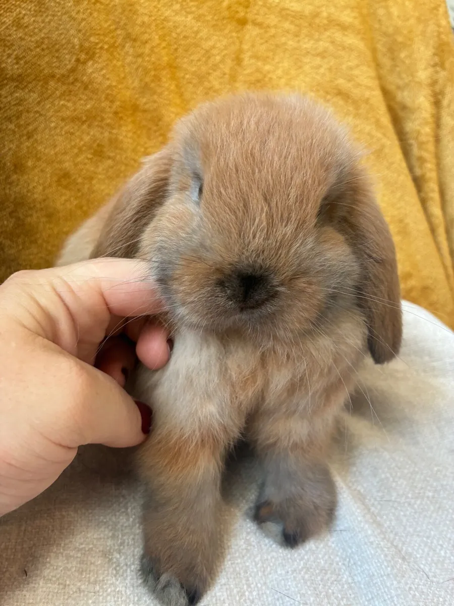 Mini Lop Rabbits