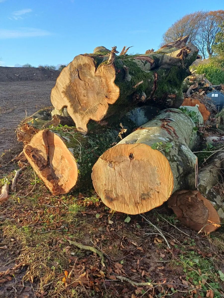 Beech Timber - Image 1